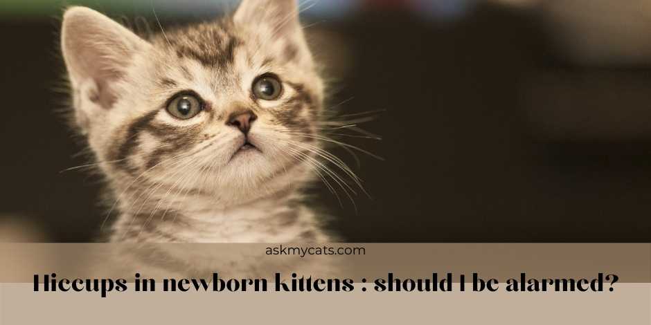 Hiccups in newborn kittens : should I be alarmed?