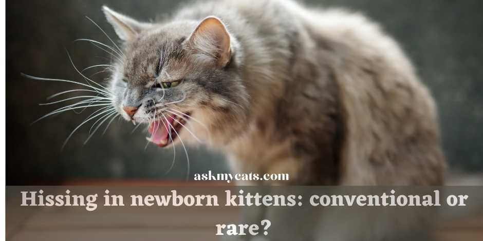 hissing in newborn kittens : conventional or rare 