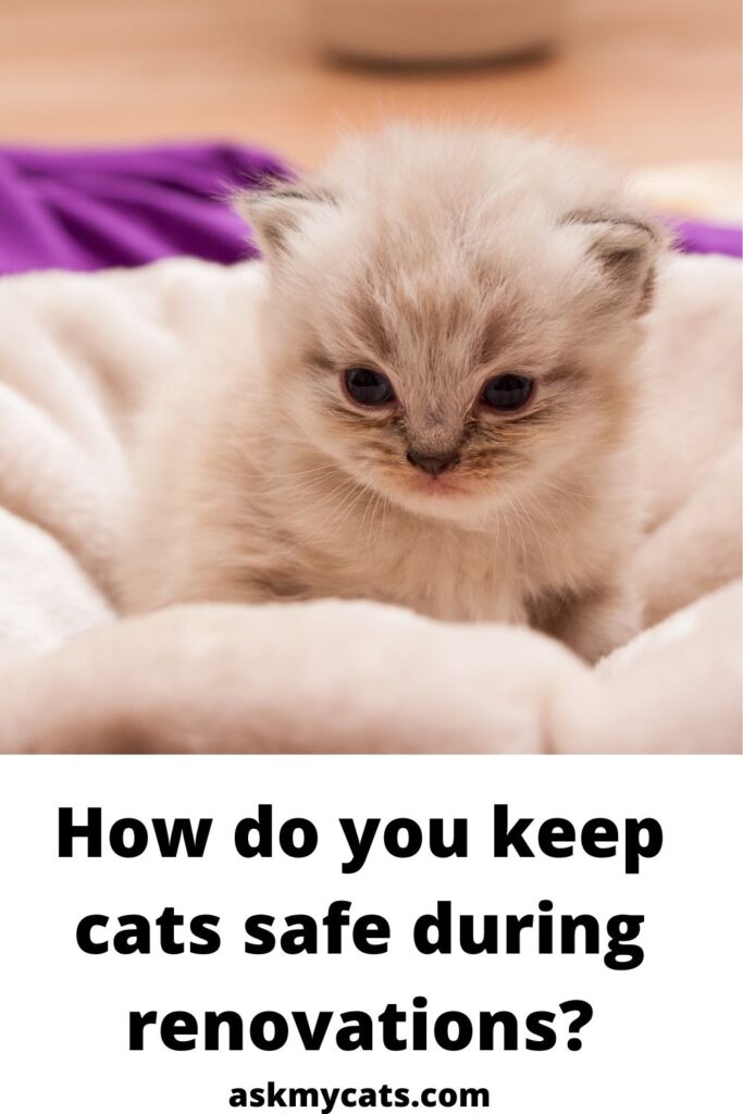 How do you keep cats safe during renovations?