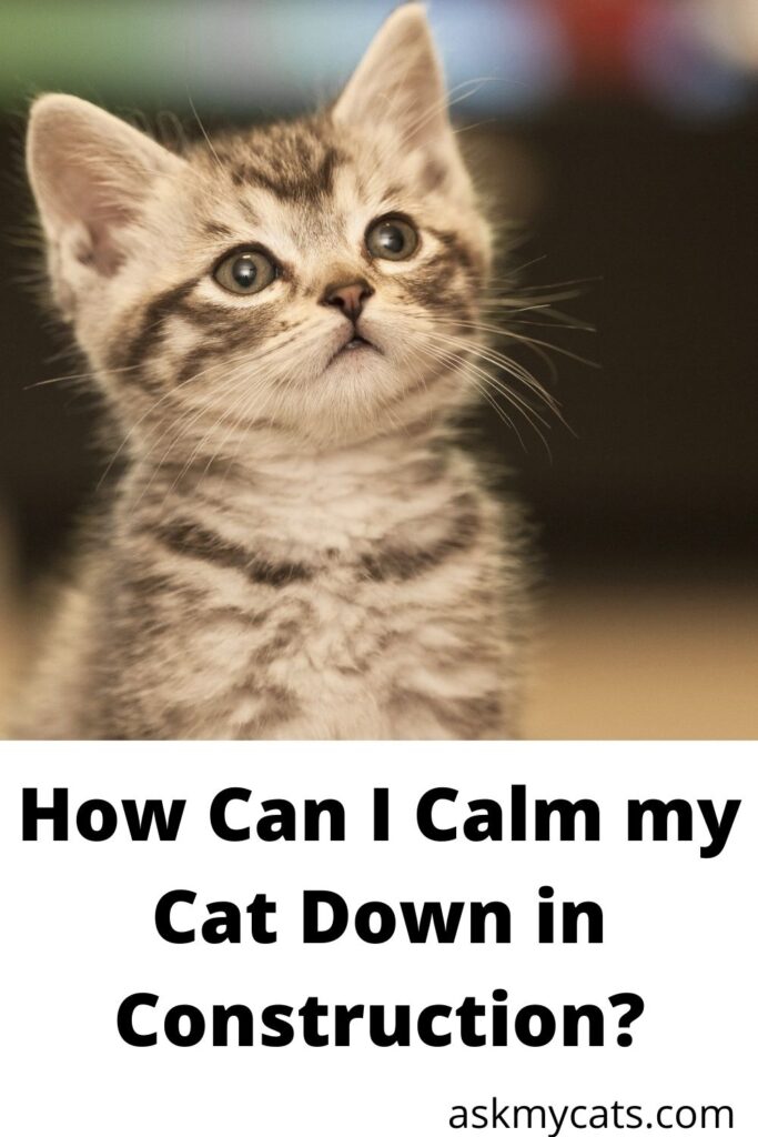 How Can I Calm My Cat Down In Construction?