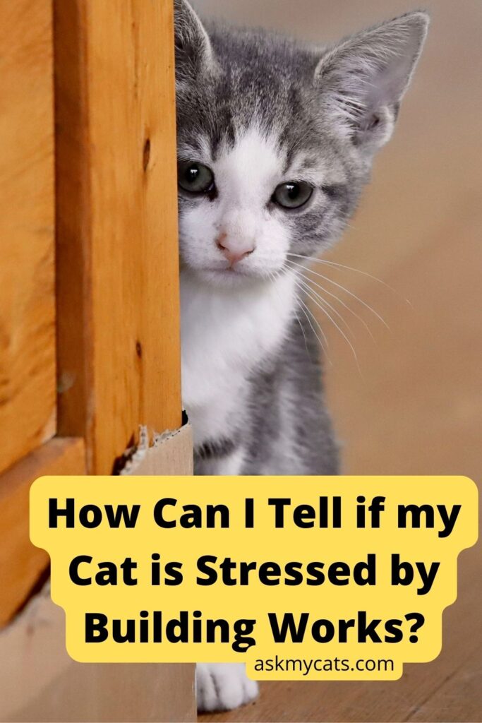 How-Can-I-Tell-if-my-Cat-is-Stressed-by-Building