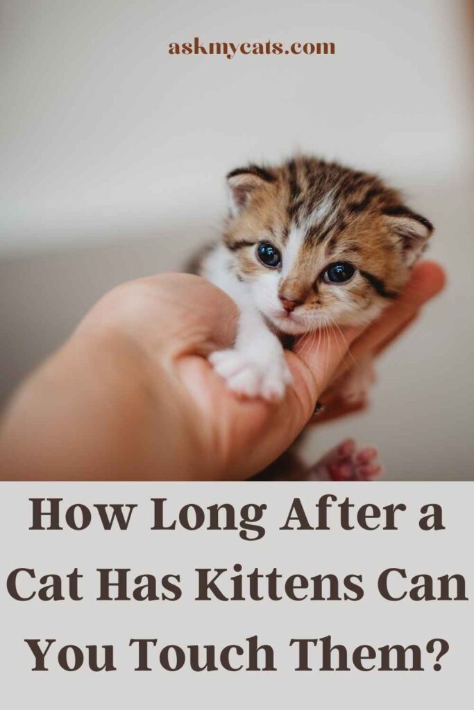 How Long After a Cat Has Kittens Can You Touch Them?