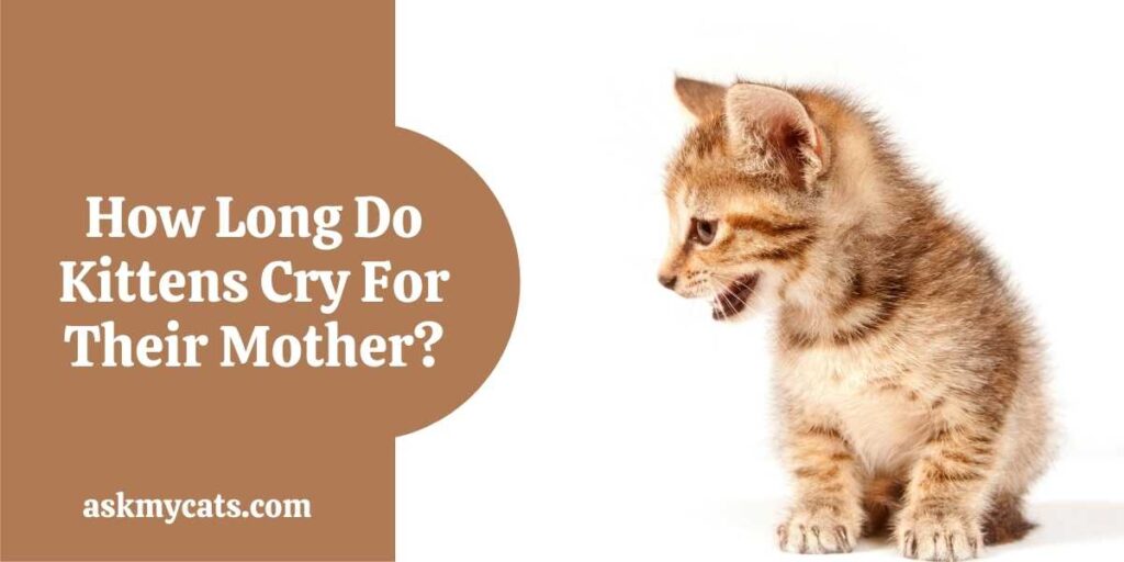 How Long Do Kittens Cry For Their Mother?