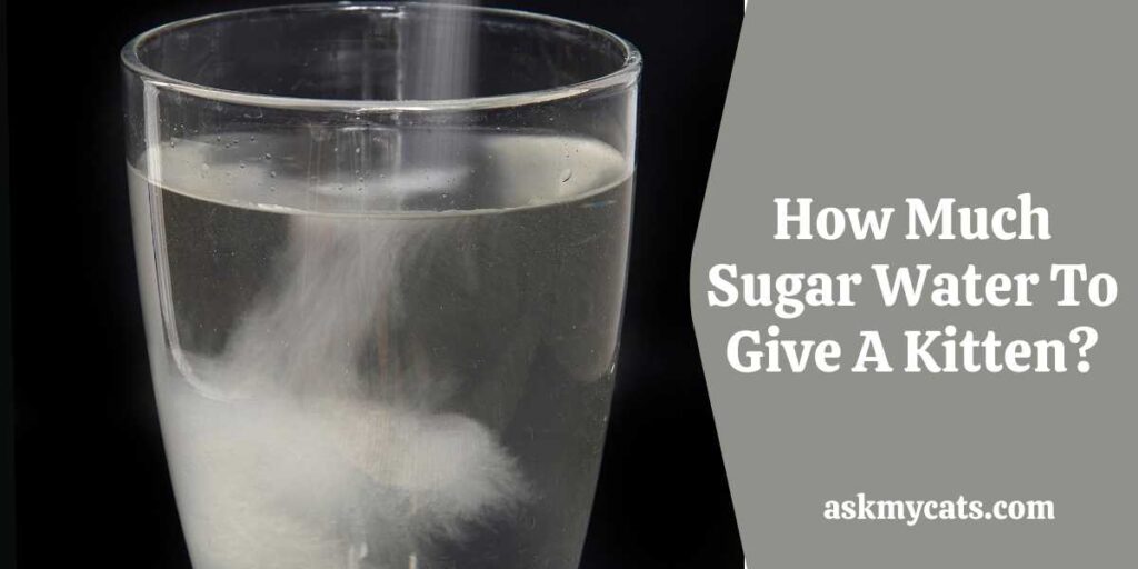 How Much Sugar Water To Give A Kitten?