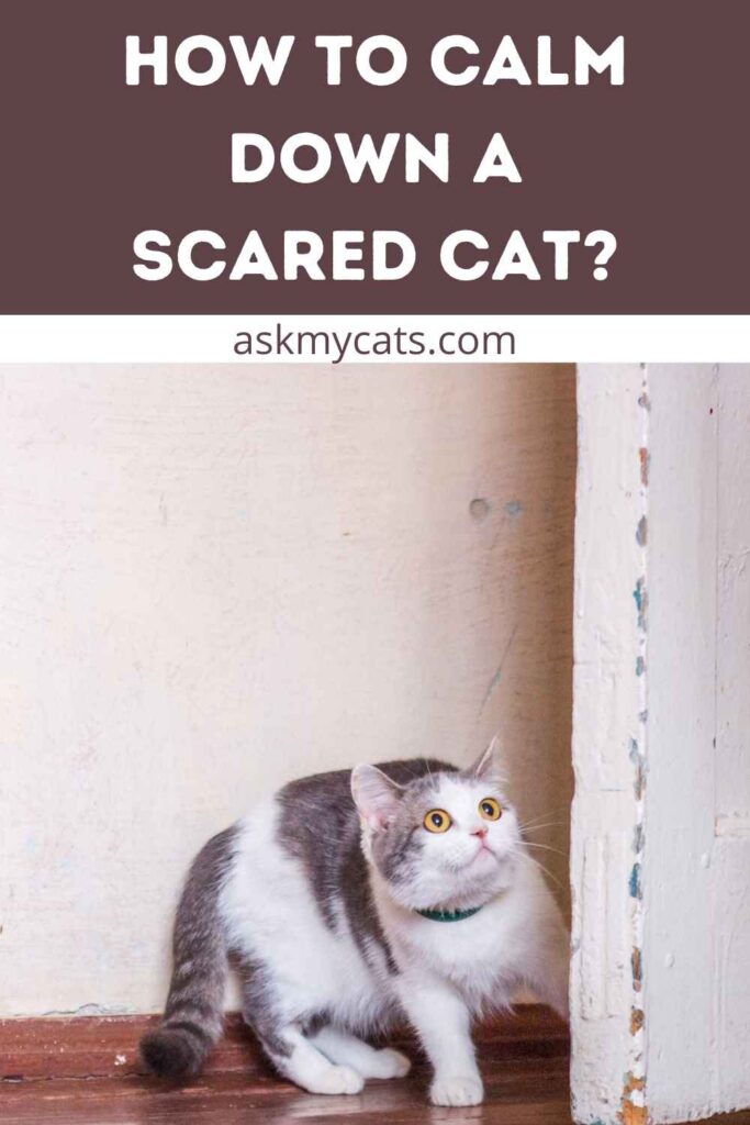 How to Calm Down a Scared Cat?