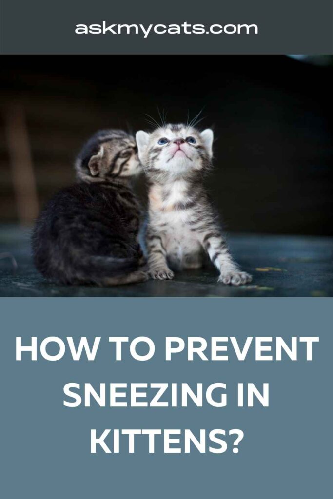 How to Prevent Sneezing in Kittens
