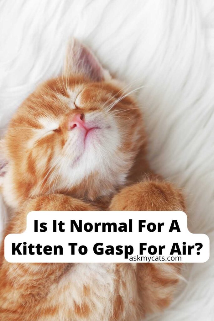 Is It Normal For A Kitten To Gasp For Air?