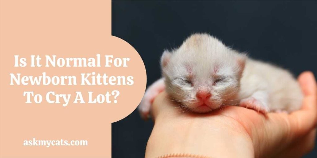 Is It Normal For Newborn Kittens To Cry A Lot?