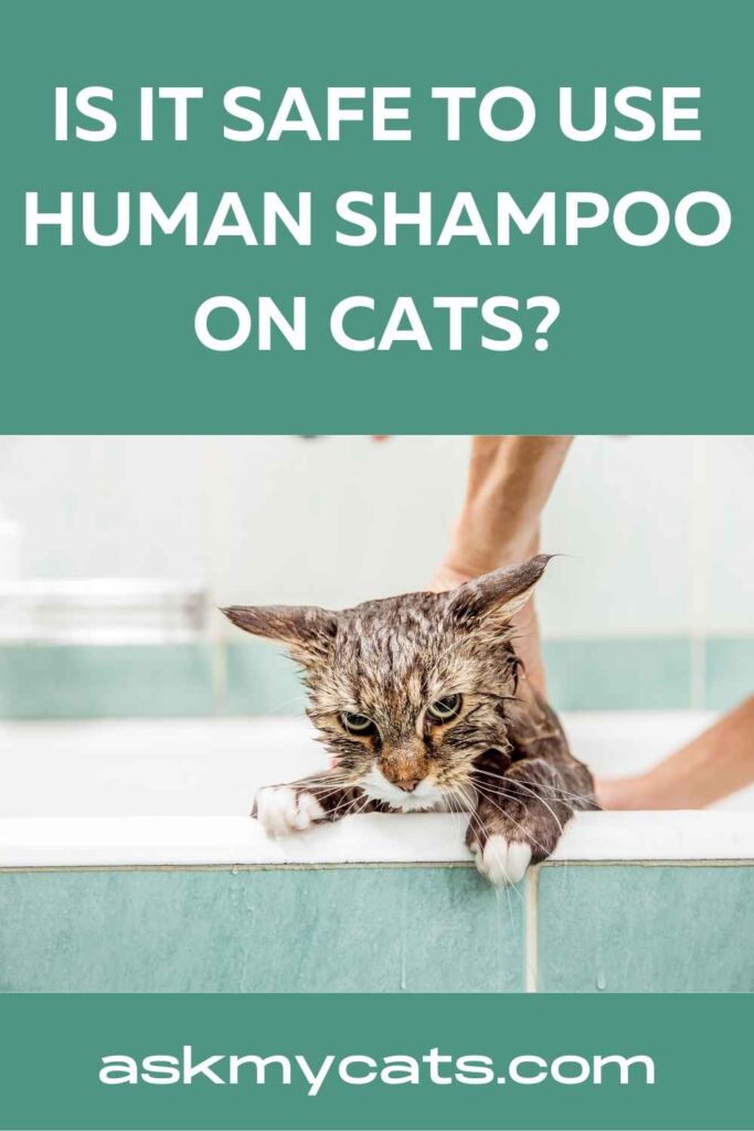 Is It Safe To Use Human Shampoo On Cats