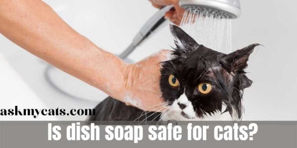 Is dish soap safe for cats