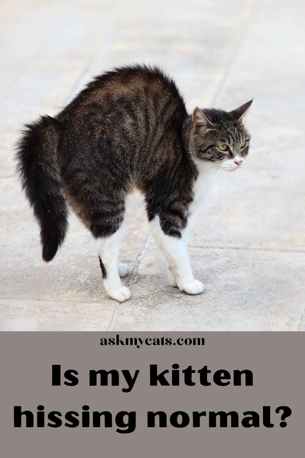 Hissing In Newborn Kittens Conventional Or Rare?