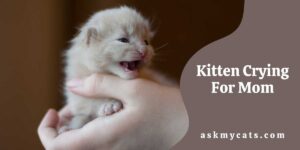 Kitten Crying For Mom: How Do I Get My Kitten To Stop Crying For Mom?