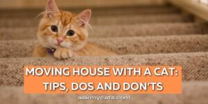 Moving House with a Cat: Tips, Dos and Don’ts