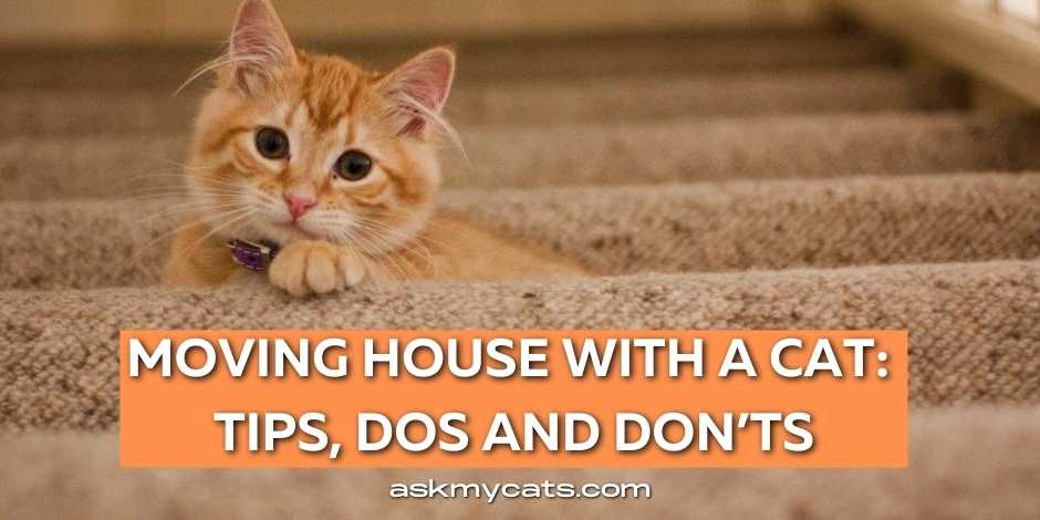 Moving House With A Cat Tips 