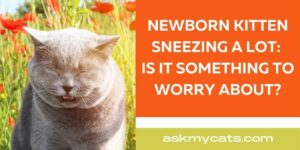Newborn Kitten Sneezing a Lot: Is It Something to Worry About?