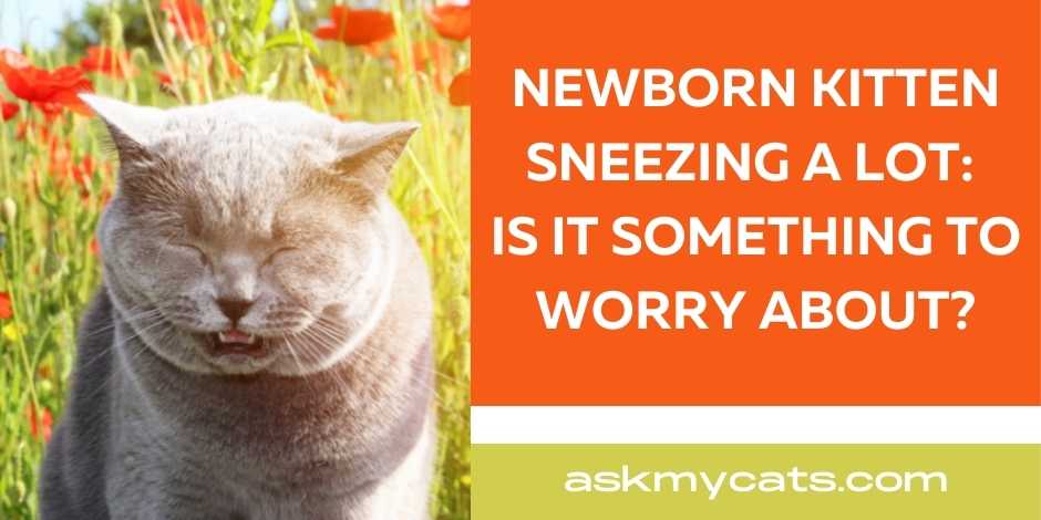 Newborn Kitten Sneezing a Lot Is It Something to Worry About