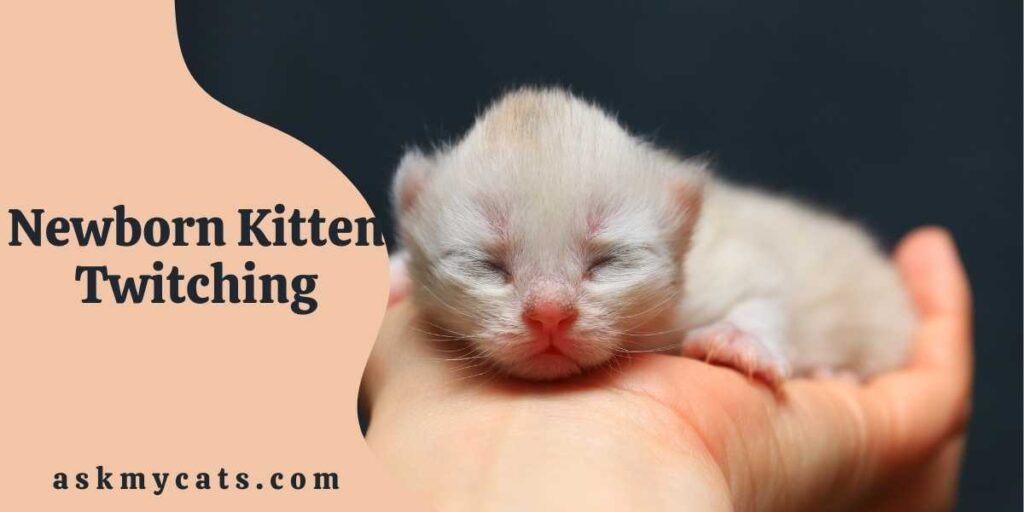Newborn Kitten Twitching