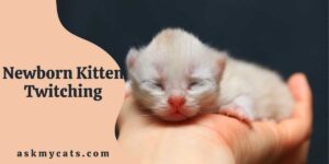 Newborn Kitten Twitching: Is It Normal For Newborn Kittens To Twitch?