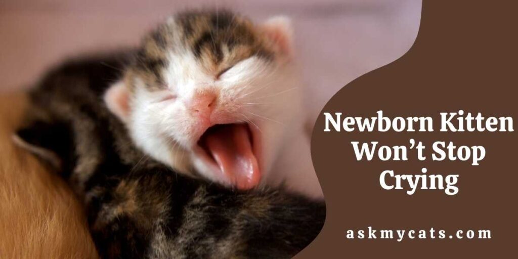 Newborn Kitten Won’t Stop Crying