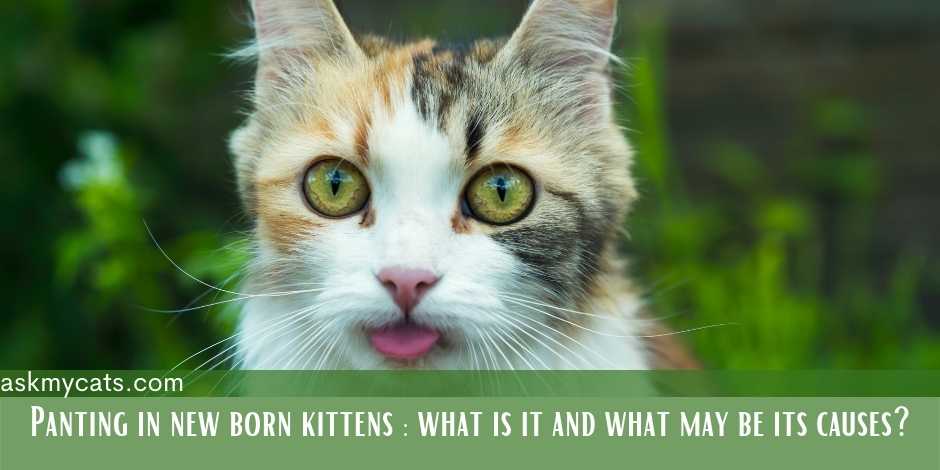panting in newborn kittens: what is it and what are its causes?
