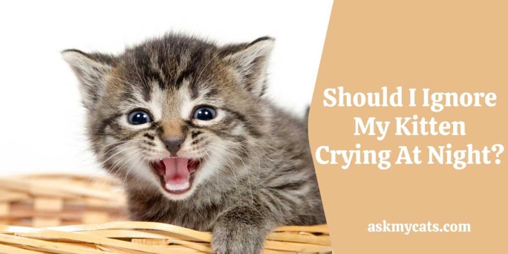 Should I Ignore My Kitten Crying At Night?