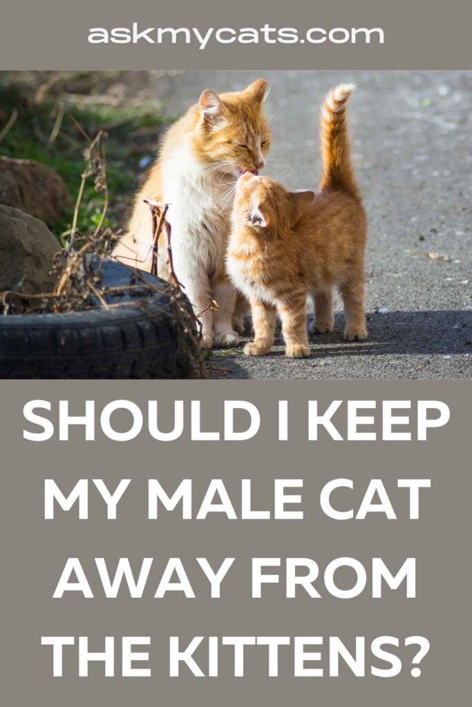 Should I Keep My Male Cat Away from the Kittens