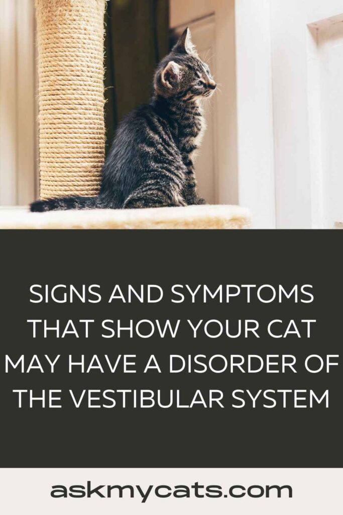 Signs and Symptoms That Show Your Cat May Have a Disorder of The Vestibular System