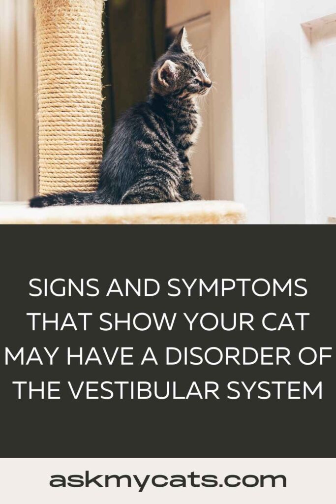 vestibular disease in cats recovery