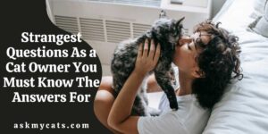Strangest Questions As a Cat Owner You Must Know The Answers For