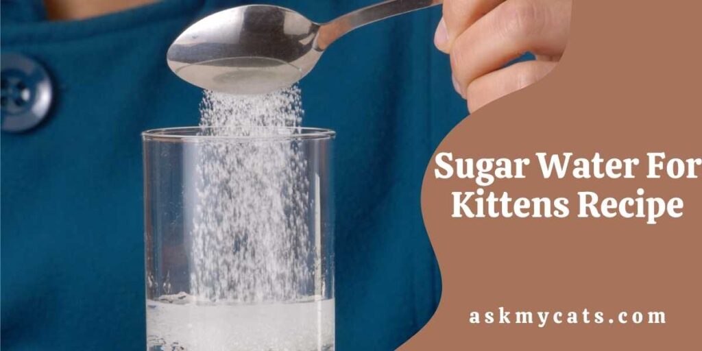 Sugar Water For Kittens Recipe