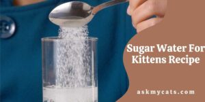 Sugar Water For Kittens Recipe: Step By Step Guide