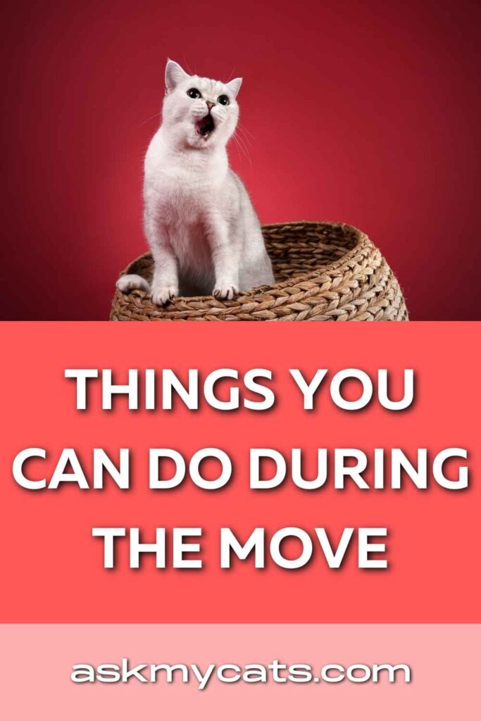 Things You Can Do During the Move