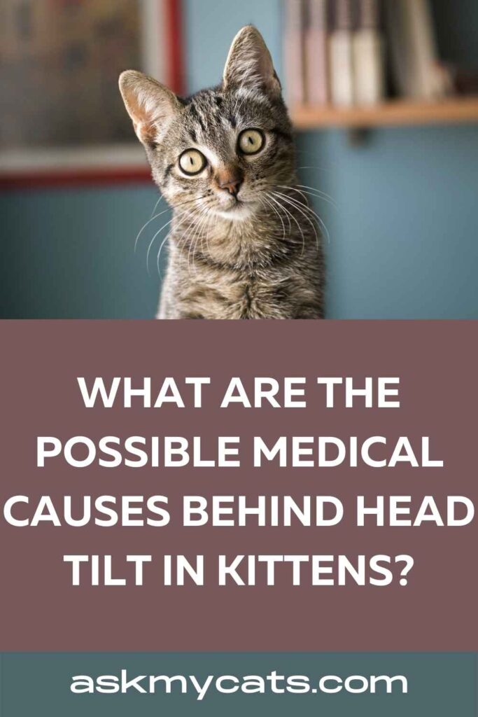 What Are the Possible Medical Causes Behind Head Tilt in Kittens