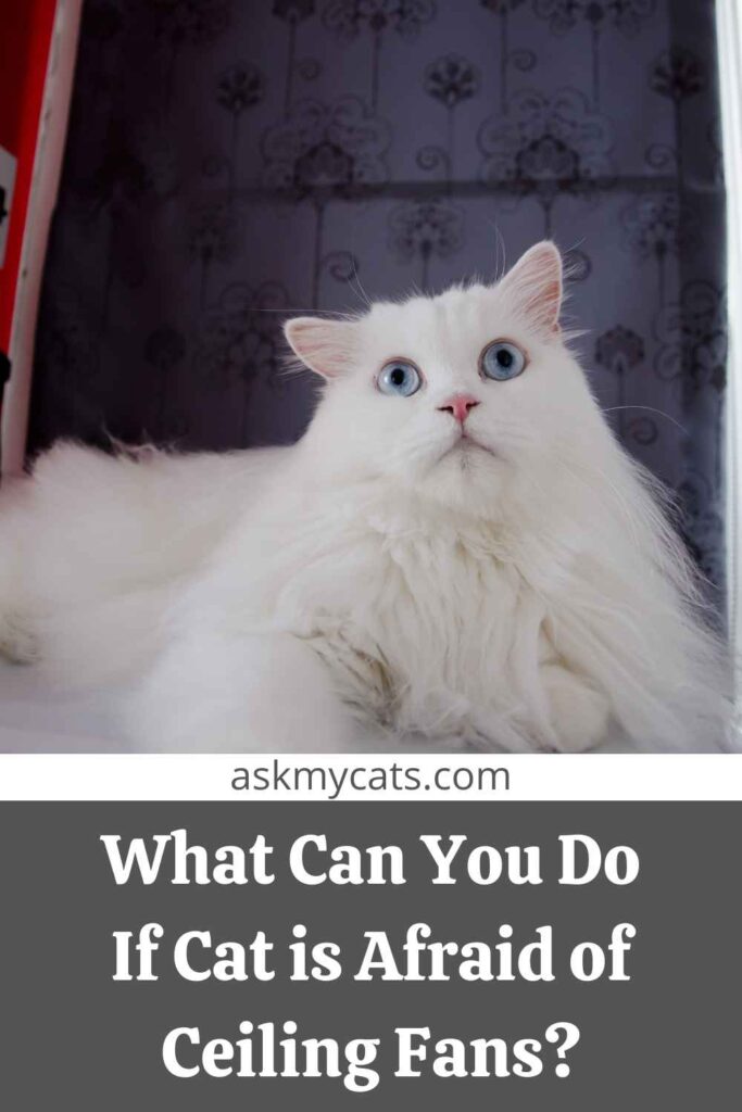 What Can You Do If Cat is Afraid of Ceiling Fans?