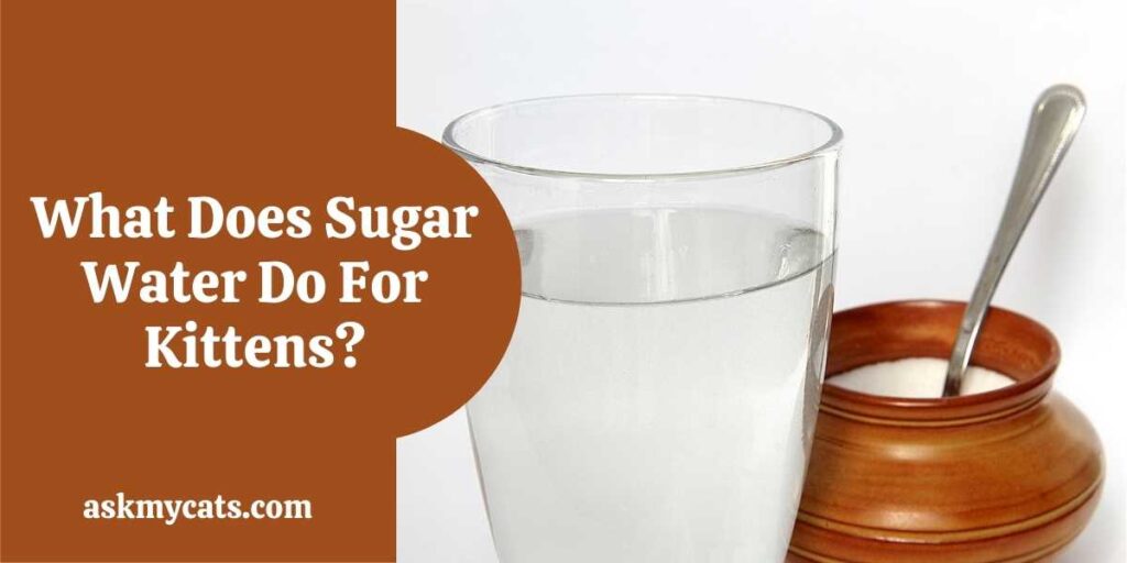 What Does Sugar Water Do For Kittens?