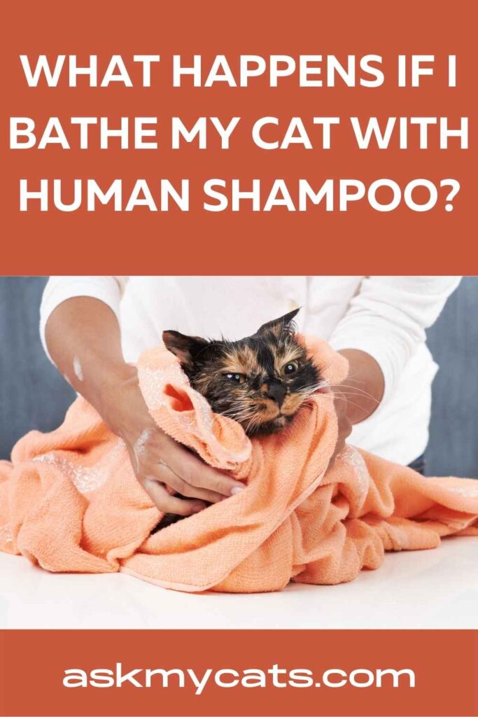 Can Cats Shower With Human Shampoo?
