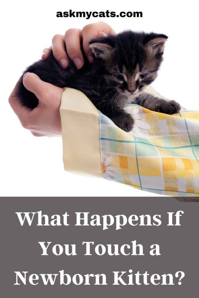 What Happens If You Touch a Newborn Kitten?