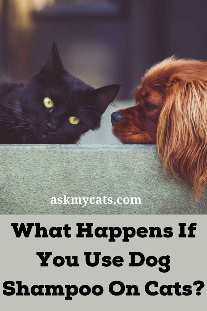What Happens If You Use Dog Shampoo On Cats?