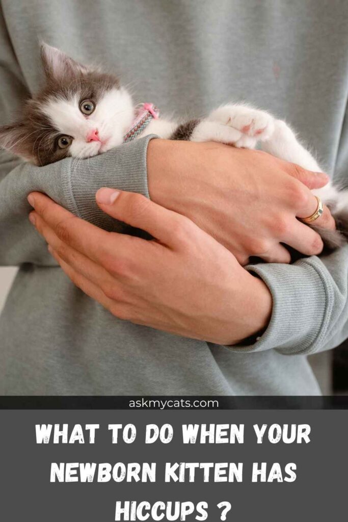 What to do when your newborn kitten has hiccups ?