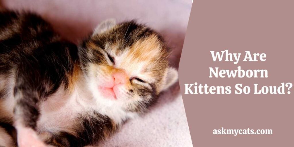 Why Are Newborn Kittens So Loud?