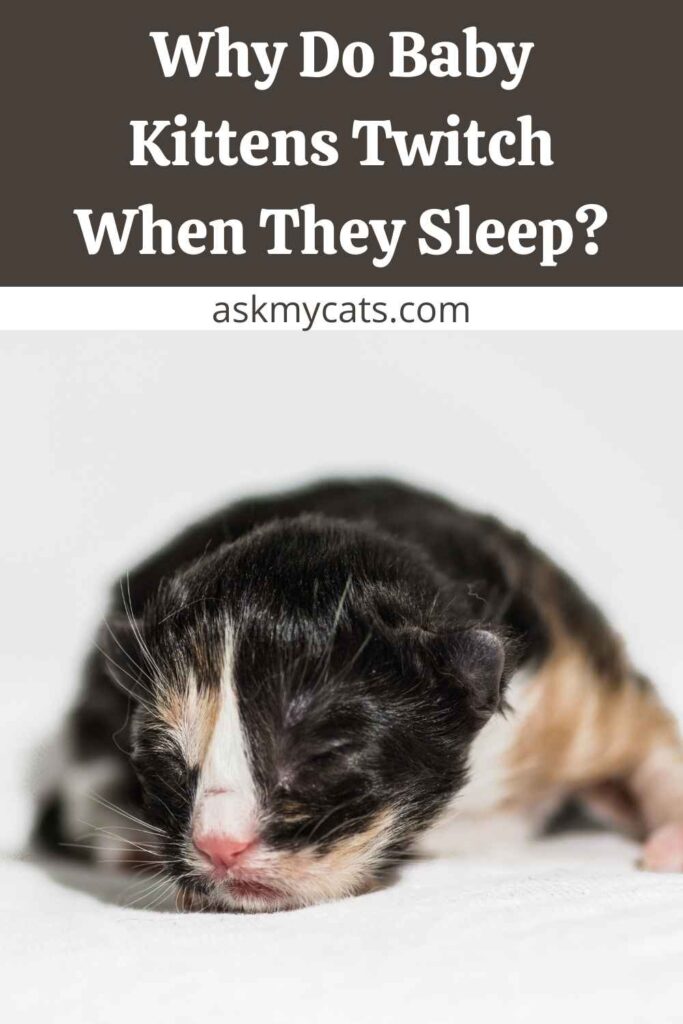 Why Do Baby Kittens Twitch When They Sleep?