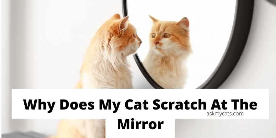 Why Does My Cat Scratch At The Mirror
