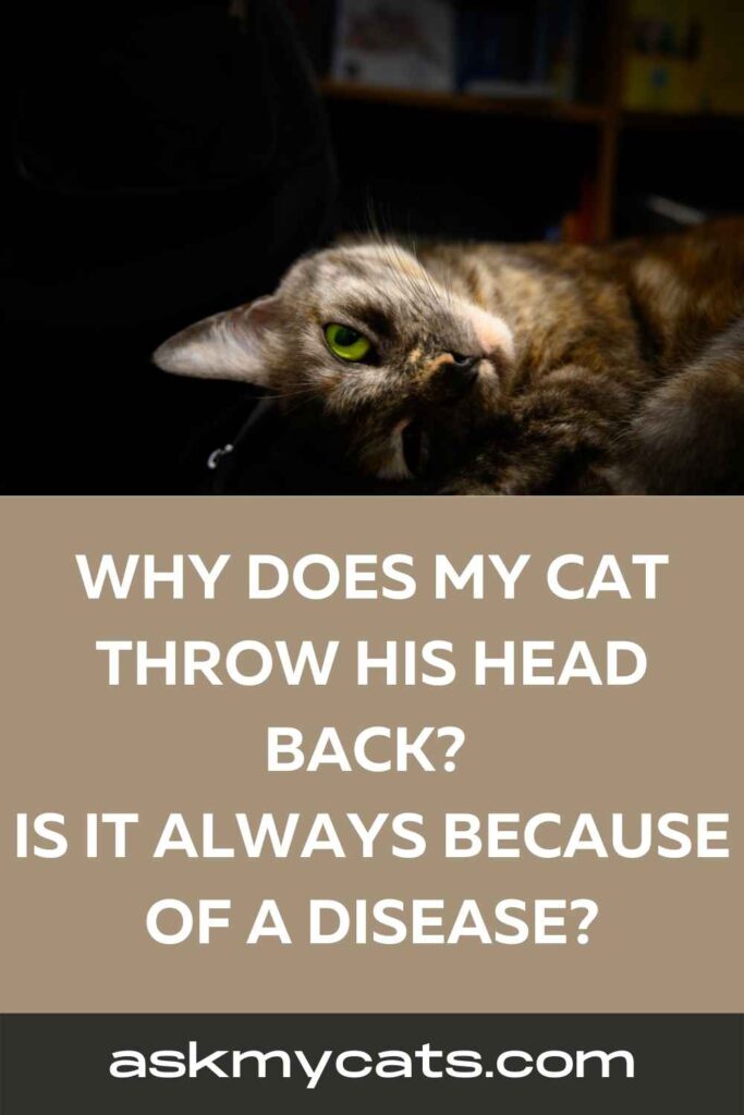 Why Does My Cat Throw His Head Back Is It Always Because Of a Disease