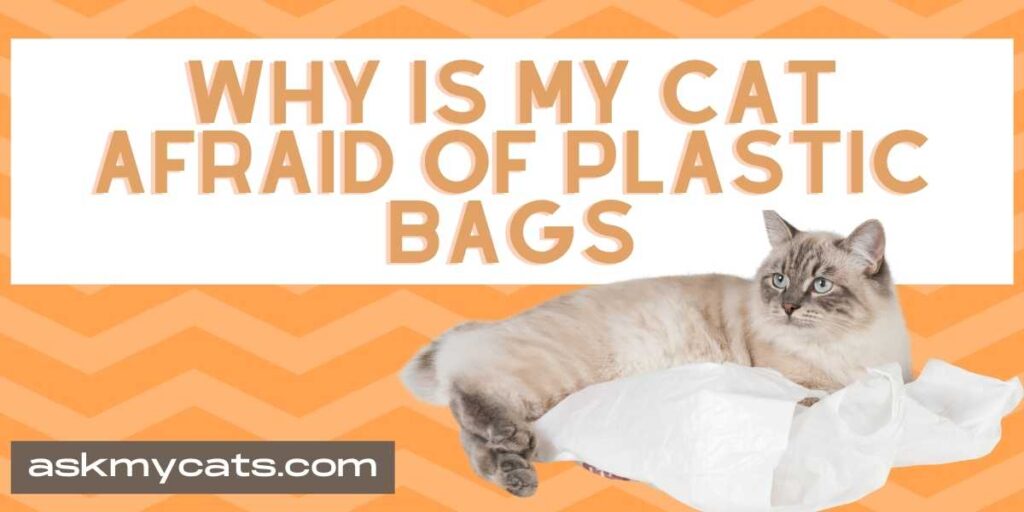 Why Is My Cat Afraid Of Plastic Bags