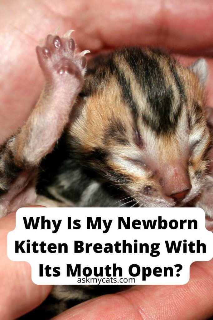 Why Is My Newborn Kitten Breathing With Its Mouth Open