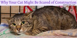 Why Your Cat Might Be Scared of Construction