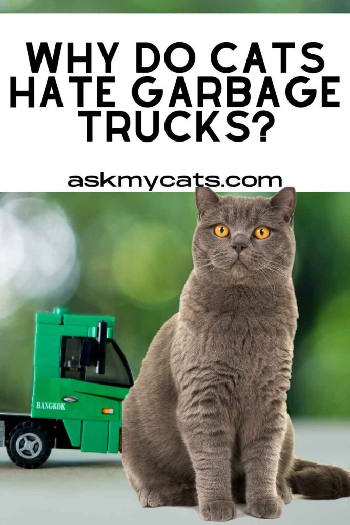 Why do cats hate garbage trucks