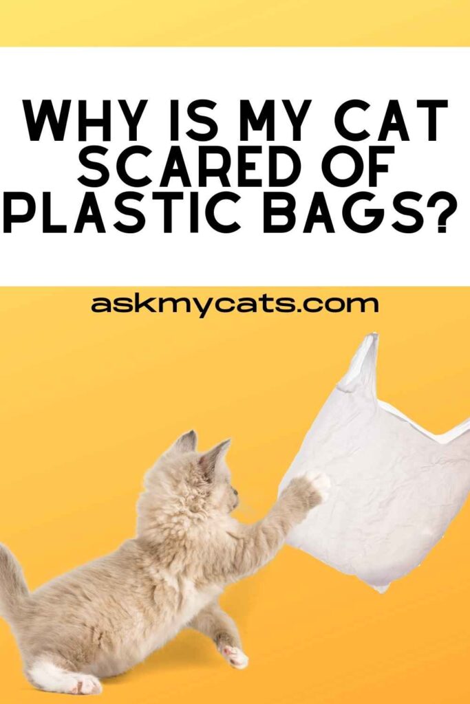 Why is my cat scared of plastic bags