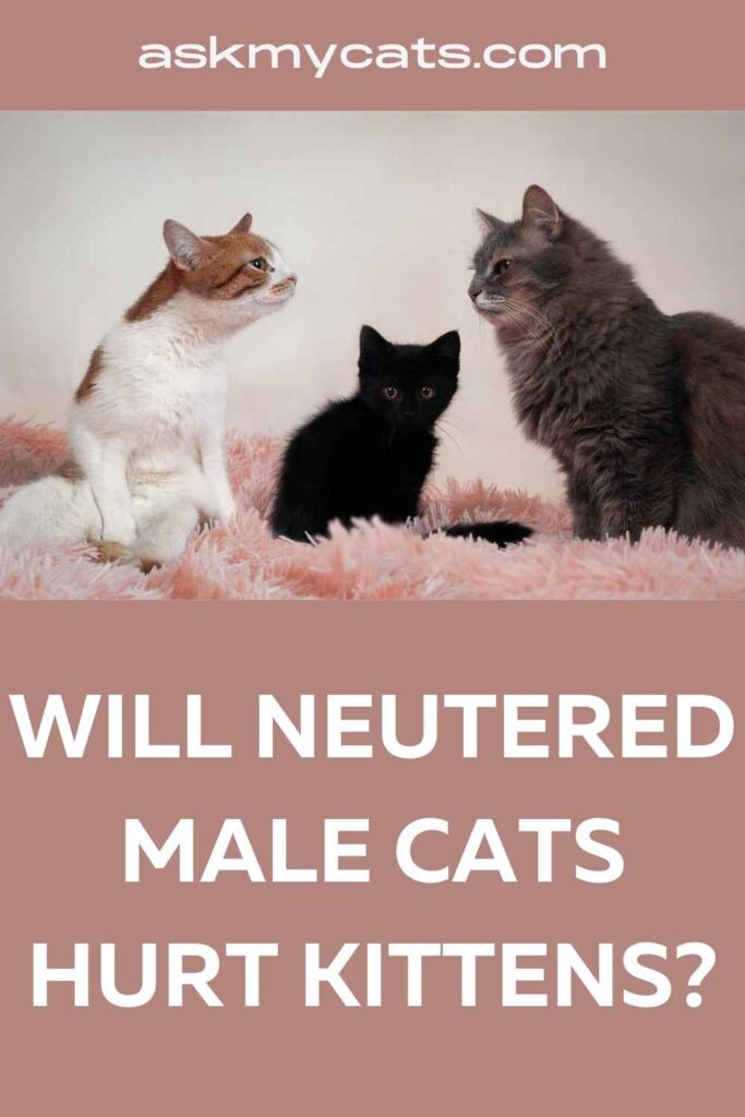 Will Neutered Male Cat Hurt Kittens