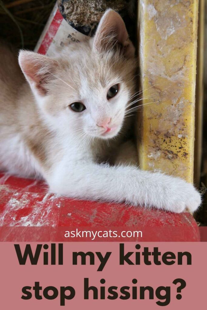 Will my kitten stop hissing?